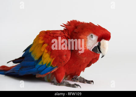 Perroquet rouge de colère s'asseoir on white background studio isolated Banque D'Images