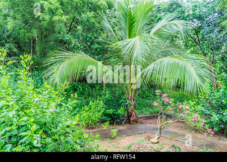 Les petits cocotiers donnent sur un jardin indien avec des fleurs colorées et des arbustes verdoyants. Banque D'Images