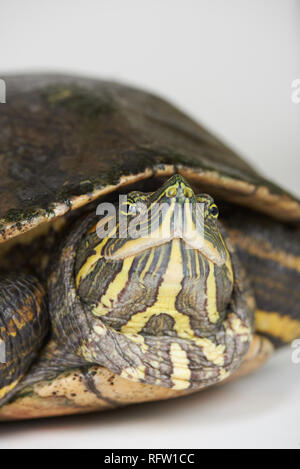 Close-up portrait of turtle isolated on white background studio Banque D'Images