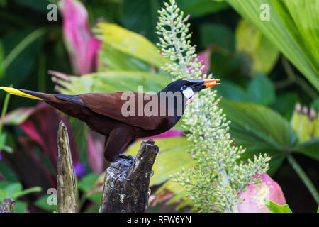 Un Montezuma Oropendola (Psarocolius montezuma) perché sur une branche. Costa Rica, Amérique centrale. Banque D'Images