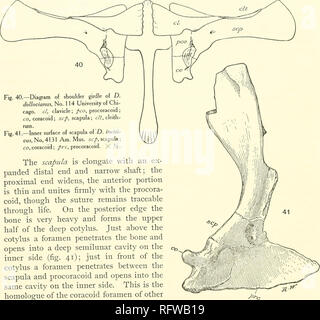 . Carnegie Institution of Washington publication. 112 RÉVISION DES PELYCOSAURIA, le processus transverse a considérablement raccourcie dans la partie postérieure et lumbars dorsals, et son visage est maintenant presque au niveau de celui de la tête de la côte, les deux visages se rapprochent comme l'capitnlum tuberculuni et de la nervure développent le plus nntil ils unissent ensemble. (Voir fig. 51-53-) La ceinture d'épaule est décrite en grande partie de celui de l'exemplaire n° 114 Université de Chicago, D. dolloviaiius, qui ressemble étroitement à celle de D. inciswiis, mais est plus parfaitement conservé. Coracoïde de l'omoplate,, proc Banque D'Images