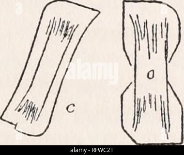 . Carnegie Institution of Washington publication. OLIGOCUASE ANDESINU-(aB3AN,). 91 similaires en composition, il y a des sections rectangulaires, qui semblent être des coupes transversales de prismes carrés avec des centres creux, mais sont près de cristaux équidimensionnels qui, dans certains cas, se sont des allongements prismatiques. Ces cristaux rectangulaires ont des espaces rectangulaires au centre, sont jumelés, et présentent des angles symétriques extinction d'environ 300. Comme dans d'autres préparations des feldspaths sodiques plus, il y a comparativement peu de petits cristaux de feldspath calcique plus, environ AbiAni, qui b Banque D'Images