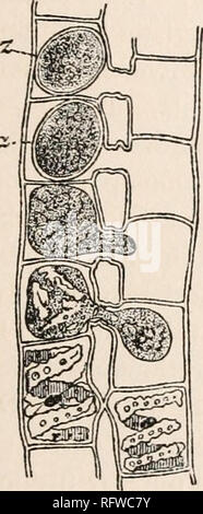 . Carnegie Institution of Washington publication. SPIROGYRA. gamete, qui passe par le canal de s'unir à l'arrêt ou gamète femelle (Fig. 20, A). Strasburger ('78) a fait observer que, à l'occasion, la cellule femelle était la première à rassembler. Haberlandt suggère que l'extrusion de l'eau est liée à une stimulation mutuelle entre les cellules, pour le gamète femelle contracté seulement lorsque l'homme était normal, et, en outre, la cellule mâle est devenu auto-plasmolyzed uniquement lorsqu'il est connecté avec une cellule femelle. Le principe qui sous-tend le mouvement du gamète mâle dans le canal n'est pas wel Banque D'Images