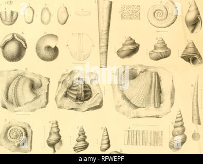 . Carbonformation und dyas au Nebraska. La géologie. Vcl. XXXili. Oi:nitz.Ckrbonmrmsiian ßyas und in/kci. wa^^Mi. Veuillez noter que ces images sont extraites de la page numérisée des images qui peuvent avoir été retouchées numériquement pour plus de lisibilité - coloration et l'aspect de ces illustrations ne peut pas parfaitement ressembler à l'œuvre originale.. Geinitz, Hanns Bruno, 1814-1900. E. Blochmann : Dresde Banque D'Images