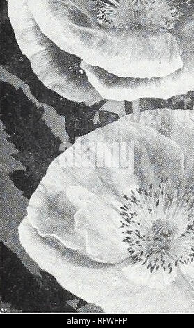 . Ville capitale de semences pour 1957. Pépinières (Horticulture) ; Catalogues Catalogues ampoules (plantes) ; légumes ; Catalogues Catalogues outils de jardin ; semences Catalogues. ily 5 ou 6 pouces de haut, avec la floraison. Rs Royal. Pour la literie, forte faible 8 à 10 pouces dans l'ensemble dans des tons doux. Pourpier a., r-g. Une usine de gay à seulement quelques pouces de hauteur, thr lumière sol sablonneux en plein soleil. Pour les bordures, rocailles et solides. 963. Bijou unique. Très grandes fleurs d'une couleur. Pkt. 15c ; "^oz. 60c ; Moz. $1.00. 861. Chambre double, mixte. Pkt. 15c ; io-L. 75c ; ^oz. $1.25. 862. Single, mitigés. Pkt. 10c ; Mot.. 50c ; J£oz. 90c. 948. Pétunia, Fluf PE Banque D'Images