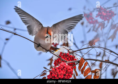 Jaseur boréal Bombycilla garrulus ou d'oiseaux aux ailes déployées se nourrissant de Rowan Tree branch avec fruits rouges. Beau ciel bleu doux hiver zone Banque D'Images