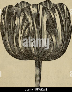 . L'horticulteur. Fruit Growers' Association of Ontario ; la culture de fruits. Fig. 3.-Seul Début Tulip. la fin de la floraison et de faire un affichage splendide. Les tulipes plus tard (Fig. 4), se développer plus grand que le plus tôt sortes, et sont grands. Fig. 4.-Late Show Tulip. favoris avec tous les amoureux de cette belle fleur. Ils ont été divisés en sections appelées bizarres, Byblooms et flexibles. La bizarres ont une couleur jaune, qui est rompu avec toute autre couleur, le violet ou rouge ; le Byblooms ont le sol couleur blanc cassé, avec le violet, et les roses ont aussi une couleur de fond blanc cassé, avec Banque D'Images