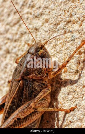 Photo macro d'un cricket Corse accroché à un mur au soleil, montrant des aspects de l'anatomie du cricket. Banque D'Images