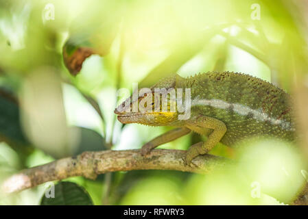 Parson's Calumma parsonii (CAMÉLÉON), endémique à Madagascar, Afrique Banque D'Images