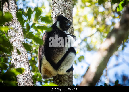 L'Indri (Indri Indri), Parc national Parc Mantadia- Andasibe, Madagascar, Afrique Banque D'Images