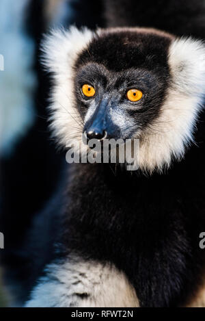 Noir et blanc La Gélinotte Lemur (Le Varecia variegata), endémique à Madagascar, Andasibe, Afrique du Sud Banque D'Images