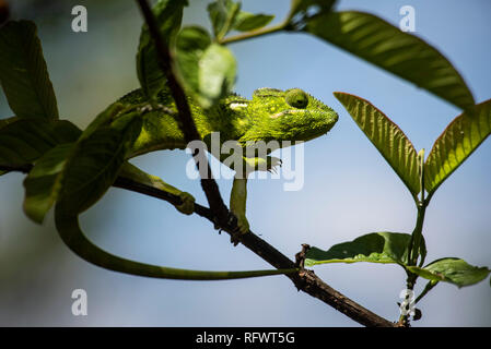 Caméléon géant malgache (Furcifer oustaleti), Anja Réserve communautaire, Région Haute Matsiatra, Madagascar, Afrique Banque D'Images