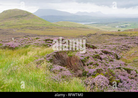 Heather-rempli les champs à proximité de Dunfanaghy, comté de Donegal, Ulster, République d'Irlande, Europe Banque D'Images