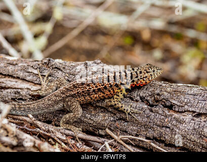 (Microlophus albemarlensis Lava Lizard), Santa Cruz (Indefatigable), l'île de Galapagos, UNESCO World Heritage Site, Equateur, Amérique du Sud Banque D'Images