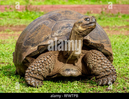Tortues géantes, El chato, Hautes Terres de Santa Cruz (Indefatigable), l'île de Galapagos, UNESCO World Heritage Site, Equateur, Amérique du Sud Banque D'Images