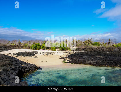 Plage dans la région de la colline du Dragon, Santa Cruz (Indefatigable), l'île de Galapagos, UNESCO World Heritage Site, Equateur, Amérique du Sud Banque D'Images