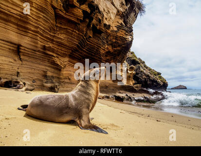 (Zalophus wollebaeki) sur la plage de Punta Pitt, San Cristobal (Chatham), l'île de Galapagos, site du patrimoine mondial de l'UNESCO, de l'Équateur Banque D'Images