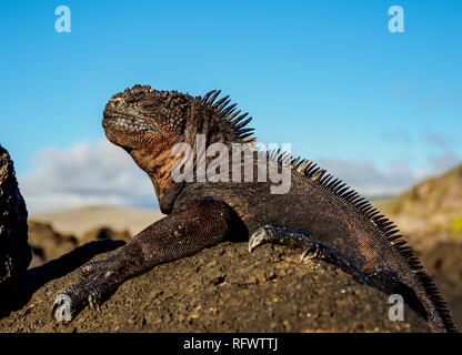 Iguane marin (Amblyrhynchus cristatus), San Cristobal (Chatham), l'île de Galapagos, UNESCO World Heritage Site, Equateur, Amérique du Sud Banque D'Images