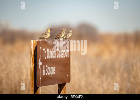 3 Western Sturnelle des prés (Sturnella neglecta) perché sur une affiche dans la Valle do Oro, National Wildlife Refuge, Nouveau Mexique Banque D'Images