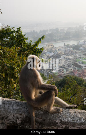 Gray langur monkey donnant sur le Gange à Haridwar, Uttarakhand, Inde Banque D'Images