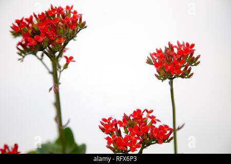 Flaming Katy, kalanchoe, Navidad Banque D'Images