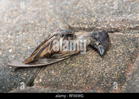 Petit oiseau mort sur le sol, et les mouches pullulent sur le corps. Banque D'Images