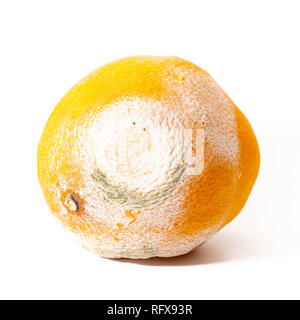 Un enfant gâté avec orange et blanc, de la moisissure verte sur fond blanc Banque D'Images