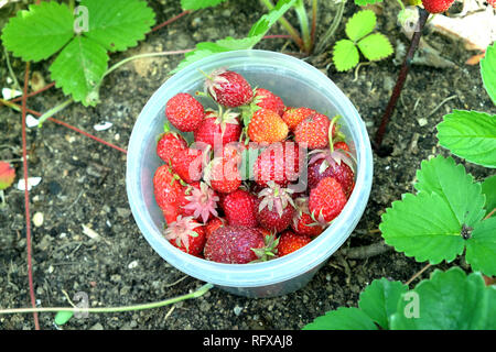 La récolte de fraises appétissantes recueillies dans le bol sur un jardin de fruits en fleurs sur une journée d'été ensoleillée photo gros plan Vue de dessus horizontale Banque D'Images