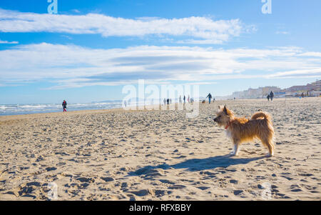 Un petit chien brun poilu mignon mongrel race mélangée à l'arrêt sur une plage de sable fin sur une journée ensoleillée Banque D'Images