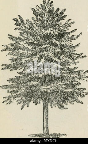 . L'horticultrice [mensuel], 1887. Jardinage ; les périodiques canadiens. u l'HOBTIOULTUKIST. L'érable. Oh, tendrement approfondir la glooms forestiers, et l'oscillation joyeusement les hêtres, respirer délicatement les fleurs de saule. Les pins et Répéter nouveau discours ; l'Elms haut mélanger jusqu'à ce qu'ils le ciel pâle, brosse les chatons de bouleau jaune lance. Mais l'arbre J'aime tous les greenwood ci-dessus, est l'érable de branches ensoleillée. Permettez-qui chantent de l'aubépine en printemps. Ou la fin-leaved linden en été ; il y a un mot peut être pour le criquet-arbre. Ce délicat étrange nouveau venu ; mais le ma Banque D'Images