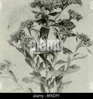 . L'horticultrice [mensuel], 1901. Jardinage ; les périodiques canadiens. 194 L'HORTICULTEUR. Fic. 2056. , Spirée Anthony Waterer. ada, et presque entièrement par nos amis fleuriste dans le pays voisin, la république- au cours de la même période. Pour se développer de bonnes installations de taille moyenne sur des bancs, cinq ou six pouces de bon terreau riche doit être utilisé. Les plantes qui a frappé tôt devrait maintenant être dans trois ou quatre pots peuvent être plantés à huit ou dix pouces à part dans chaque sens. Les sommets de la croissance peut être pincée- ed off chaque semaine ou ainsi jusqu'en juillet, quand les plantes devraient être autorisés à se développer sur le sans plus Banque D'Images