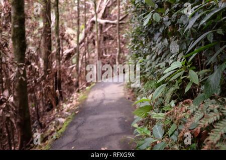 Un chemin de feu de végétation endommagée d'un côté et verte de l'autre, la fenêtre du ciel, à pied circuit Eungella national park, Queensland Banque D'Images