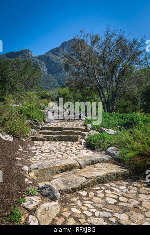 Sentier de marche dans le jardin botanique de Kirstenbosch, Cape Town Banque D'Images