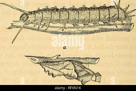 . Le naturaliste et géologue canadien. Histoire naturelle ; la géologie. 410 Description d'un papillon, l'ARTICLE XXXIII.-Description d'un papillon, et quelques remarques sur le genre Papilio. Dans le numéro d'août du magazine, est apparu une lettre de Charles J. Bethune, Esq., de Cobourg, C.W., communiquer le fait intéressant de l'apparition de Papilio Philenor en grand nombre à West Flamboro' et Toronto, entre le 7e et le 18e de juin dernier. Nous avons une description de cette eu depuis derechef insecte, qui est la quatrième espèce du genre Papilio sait maintenant vivent au Canada ; et comme sept o Banque D'Images