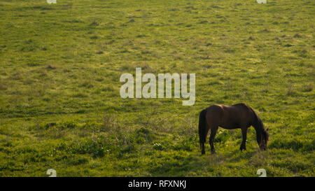 Un cheval noir mange de l'herbe gratuitement Banque D'Images