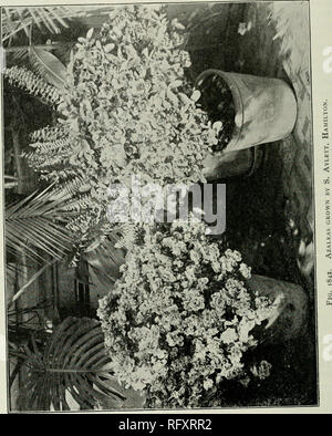 . L'horticultrice [mensuel], 1901. Jardinage ; les périodiques canadiens. . Veuillez noter que ces images sont extraites de la page numérisée des images qui peuvent avoir été retouchées numériquement pour plus de lisibilité - coloration et l'aspect de ces illustrations ne peut pas parfaitement ressembler à l'œuvre originale.. St. Catharines, E. S. Leavenworth Banque D'Images