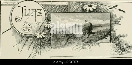 . L'horticultrice [mensuel], 1897. Jardinage ; les périodiques canadiens. Les Hokticultlikis' Vol.. .X 1897. Xo. 6.. Un IEW EN SERRE À AYR. L" R Les lecteurs qui ont pris un intérêt dans l'opinion- de l'chrysanthe- mums à Guelph, sera également moyens- ed avec un aperçu de ce qui se fait dans une serre privée à Ayr. Thewealth d'énormes fleurs de chrysanthèmes est magnifiques- cent, et suffit à inspirer le plus désintéressé avec quelque ambition à cultiver ces beaux enfants du Japon. L'autre photographie de Brugmansia arborea est également bon, montrant cette plante dans un co Banque D'Images