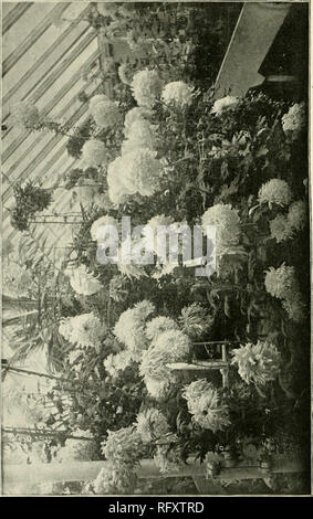 . L'horticultrice [mensuel], 1897. Jardinage ; les périodiques canadiens. . Veuillez noter que ces images sont extraites de la page numérisée des images qui peuvent avoir été retouchées numériquement pour plus de lisibilité - coloration et l'aspect de ces illustrations ne peut pas parfaitement ressembler à l'œuvre originale.. St. Catharines, E. S. Leavenworth Banque D'Images