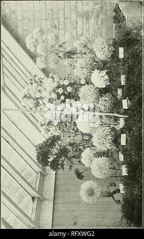 . L'horticultrice [mensuel], 1897. Jardinage ; les périodiques canadiens. . Veuillez noter que ces images sont extraites de la page numérisée des images qui peuvent avoir été retouchées numériquement pour plus de lisibilité - coloration et l'aspect de ces illustrations ne peut pas parfaitement ressembler à l'œuvre originale.. St. Catharines, E. S. Leavenworth Banque D'Images