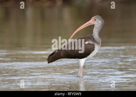 Juvenile Ibis blanc (Eudocimus albus), Floride - Homosassa Banque D'Images