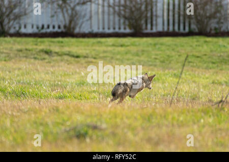 Un coyote chasse dans une cour du quartier Banque D'Images