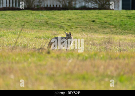 Un coyote chasse dans une cour du quartier Banque D'Images