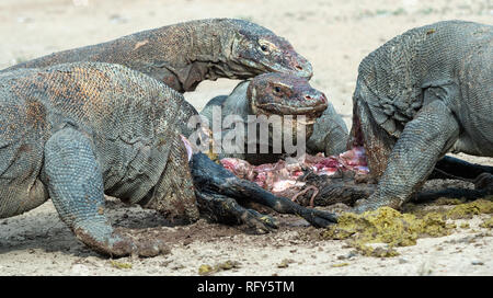 Les dragons ont déchiré des proies. Le dragon de Komodo, nom scientifique : Varanus komodoensis, est le plus grand lézard vivant au monde. L'habitat naturel. Sur l'île Banque D'Images