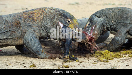 Les dragons ont déchiré des proies. Le dragon de Komodo, nom scientifique : Varanus komodoensis, est le plus grand lézard vivant au monde. L'habitat naturel. Sur l'île Banque D'Images