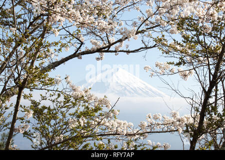 La montagne Fuji au Japon comme arrière-plan avec sakura en fleurs au premier plan Banque D'Images