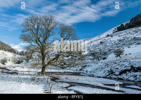 L'arbre de chêne à l'équipage du MCG dans les Brecon Beacons sur une journée d'hiver ensoleillée après une chute de neige, Powys, Pays de Galles, avec ciel bleu et nuages blancs. Banque D'Images