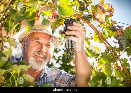 Man La récolte du raisin dans le vignoble Banque D'Images