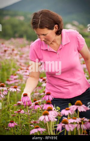 Du vrai agriculteur femme en champ d'échinacée Banque D'Images