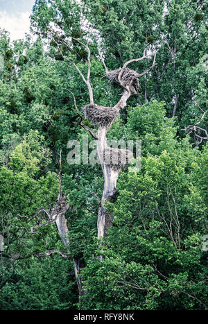 Plus grande colonie de cigognes en Europe, Waidhofen/Ybbs, Autriche. Scène naturelles. La nidification des oiseaux. Blue photo filtre. Banque D'Images