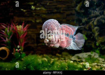 Cichlidés Flowerhorn, poissons d'aquarium Banque D'Images